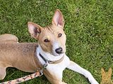 Basenji (1027)